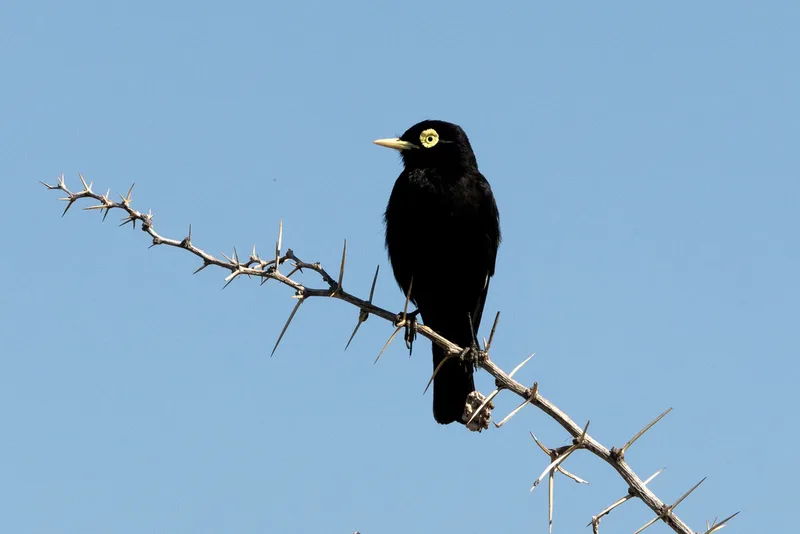 Spectacled Tyrant