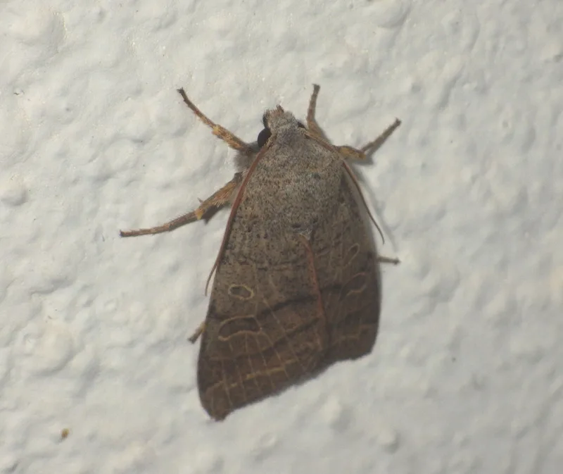 Agrochola humilis