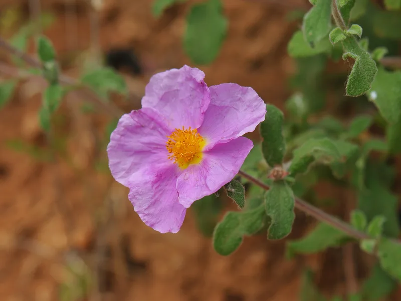 Hoary Rock-rose
