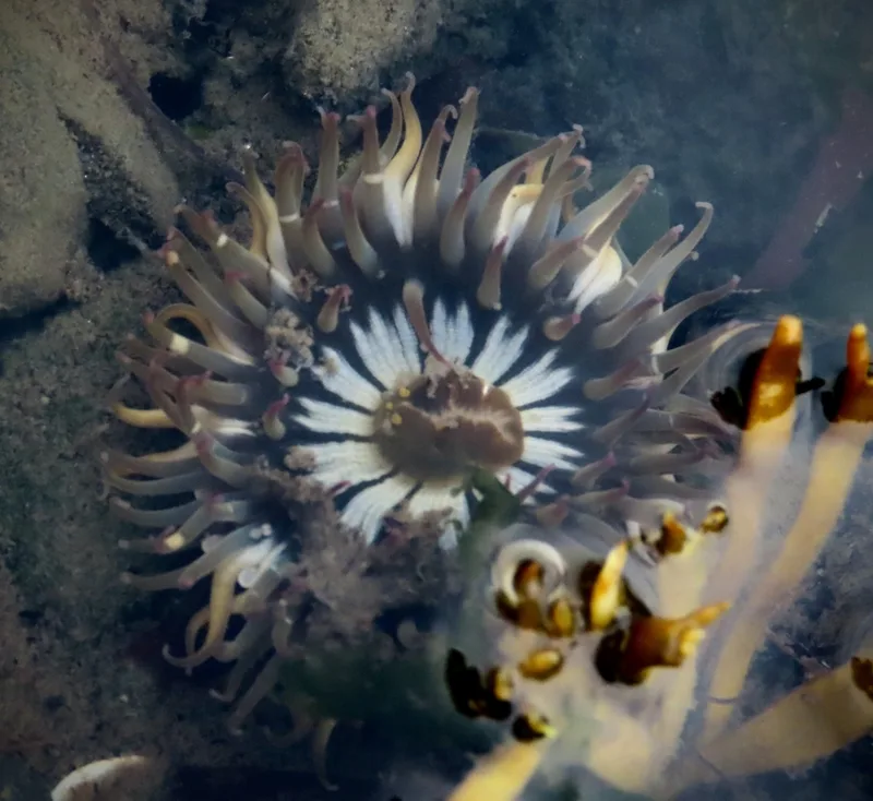 Aggregating Anemone