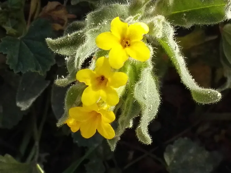 Oriental Alkanet