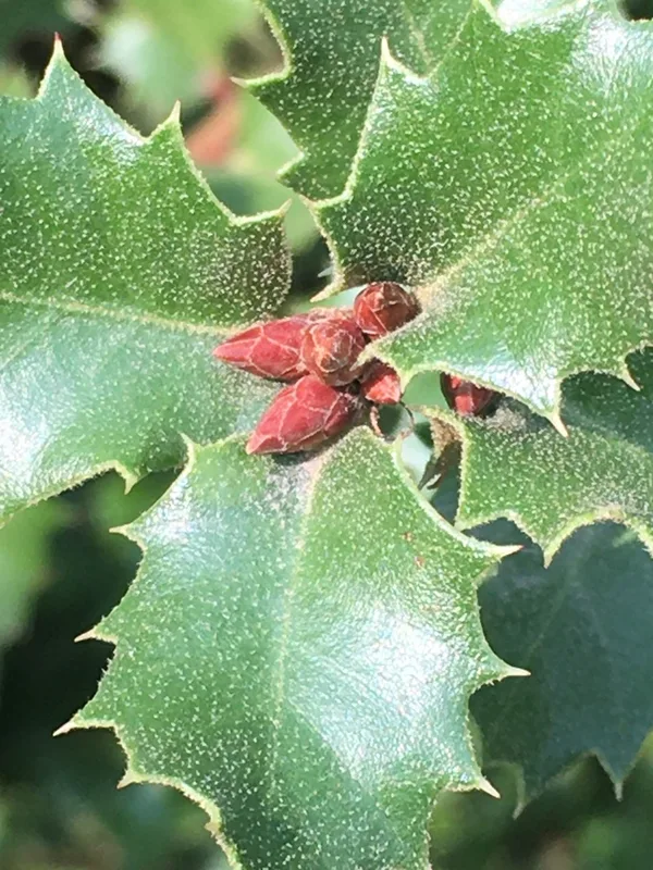 canyon live oak