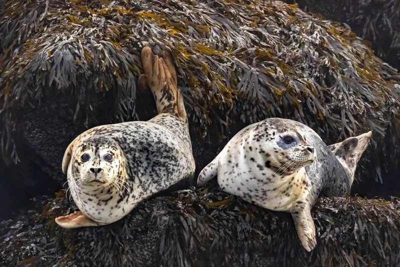 Harbor Seal