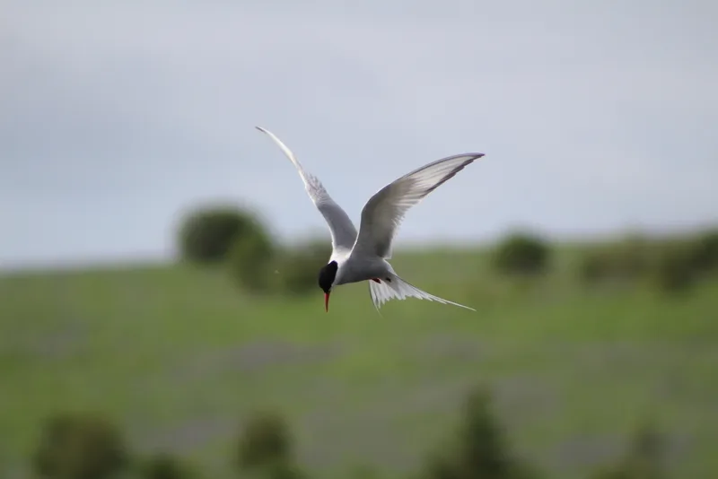 Arctic Tern