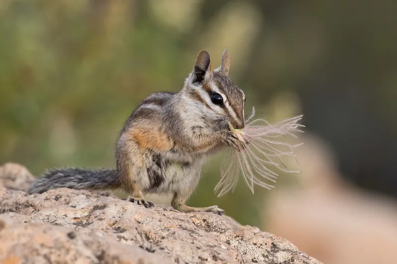 Cliff Chipmunk