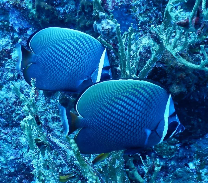 Red-tailed Butterflyfish