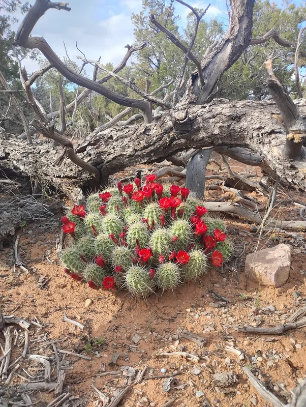 Kingcup Cactus