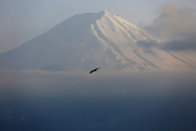 Black Kite