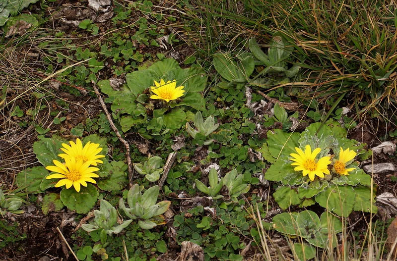 Haplocarpha rueppellii