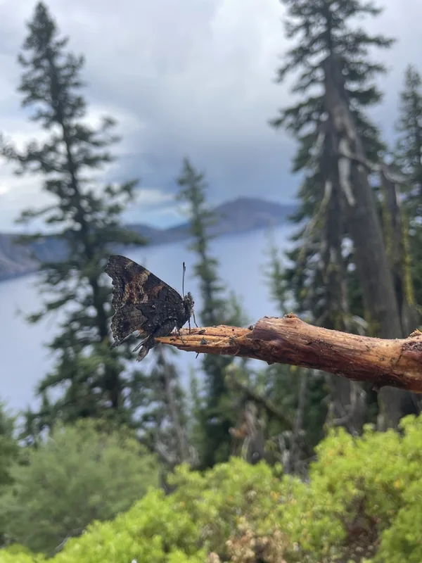 California Tortoiseshell