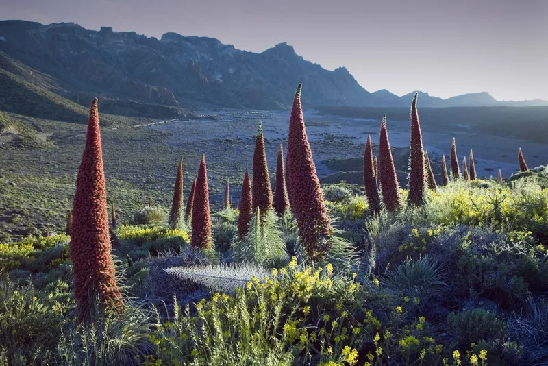 Red Mount Teide Bugloss