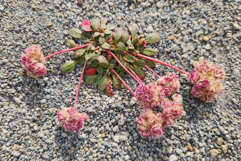 Mount Hood pussypaws