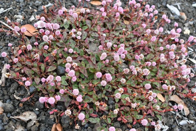 pink knotweed