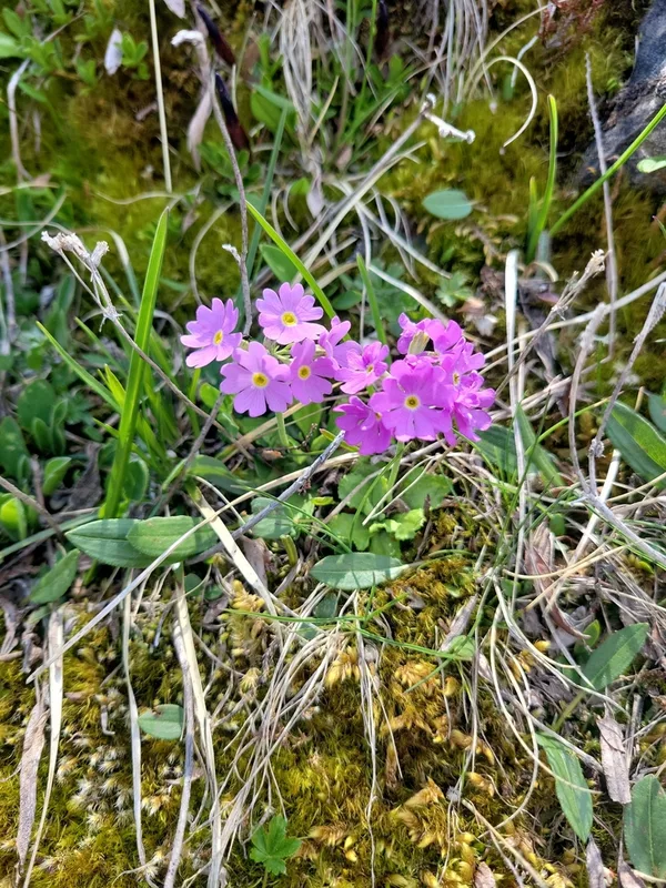 Bird's-eye Primrose