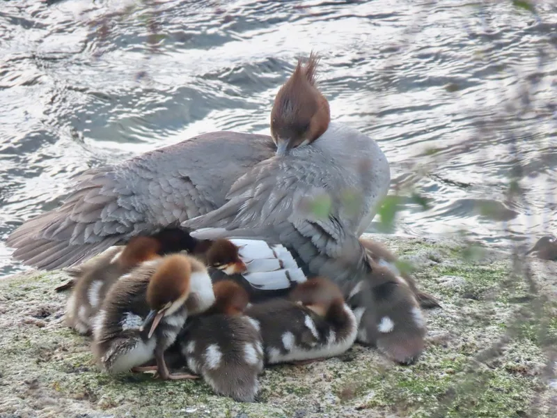 Common Merganser