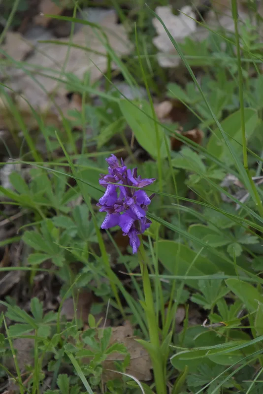 green-winged orchid