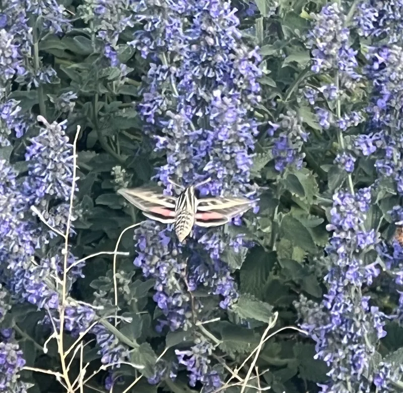 White-lined Sphinx