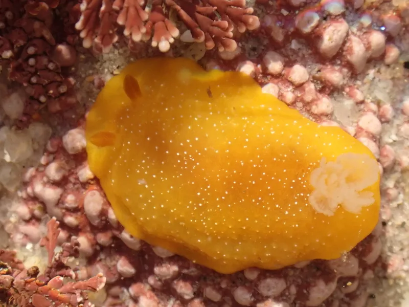 White-speckled Dorid
