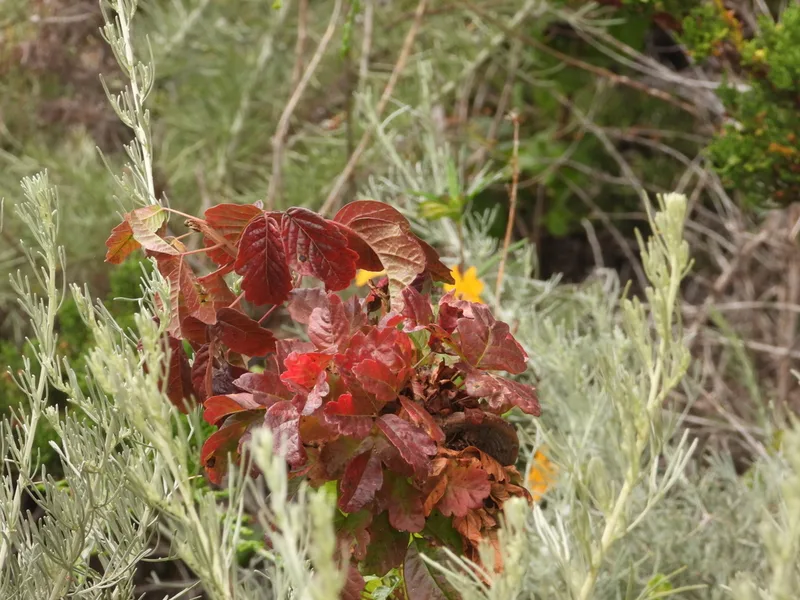 Pacific poison oak