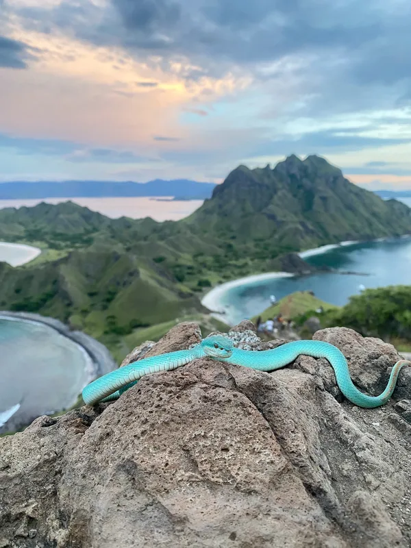 White-lipped Island Pitviper