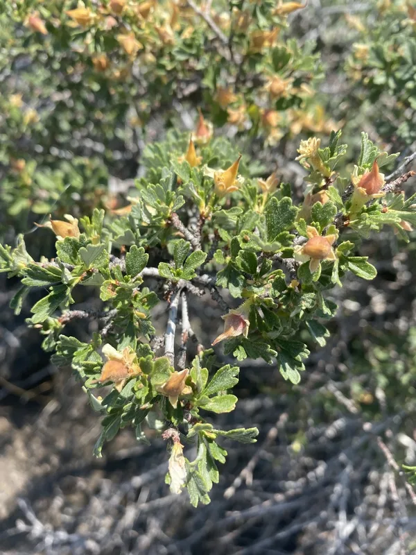 Antelope Bitterbrush