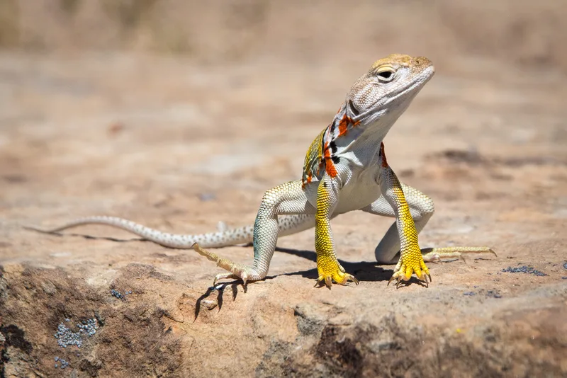 Eastern Collared Lizard