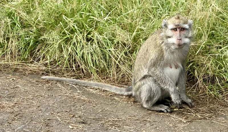 Long-tailed Macaque