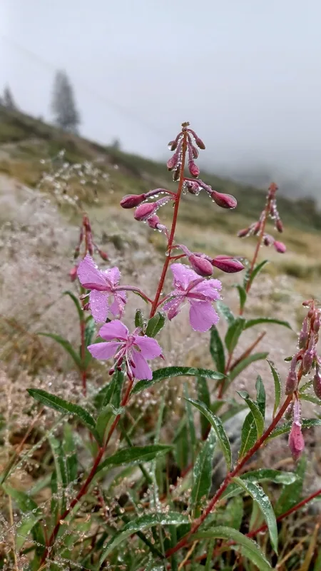 fireweed