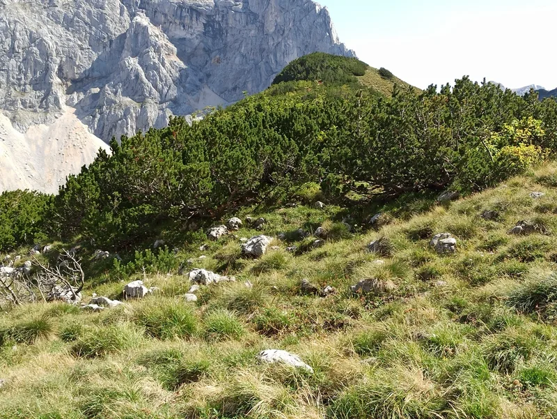 mountain pine