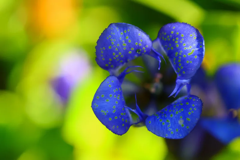 Mountain Bog Gentian
