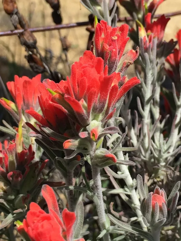 Felt Paintbrush