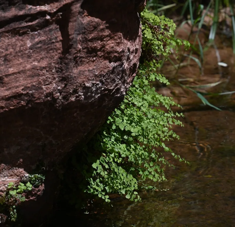 black maidenhair fern