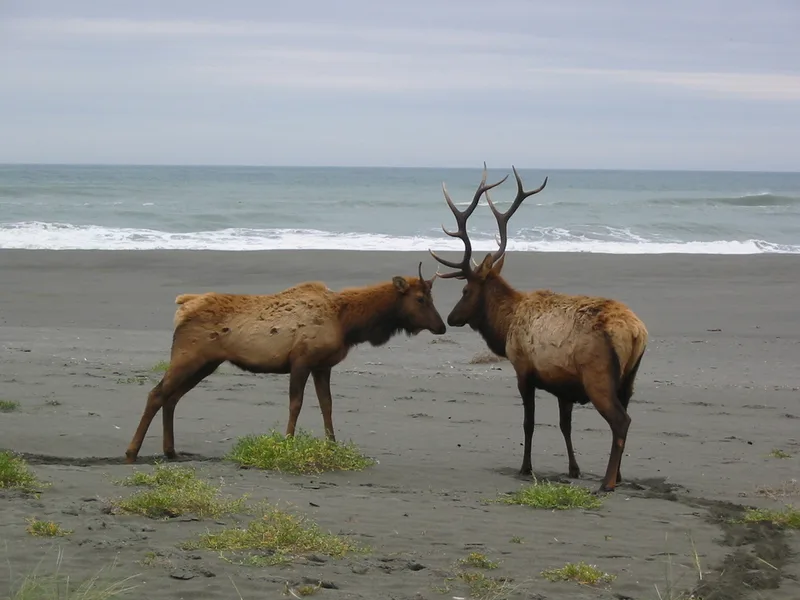 Elk