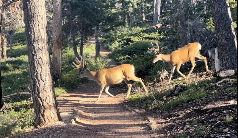 Mule Deer