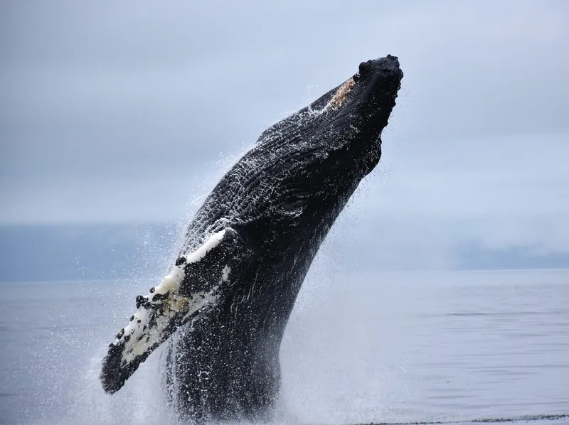 Humpback Whale