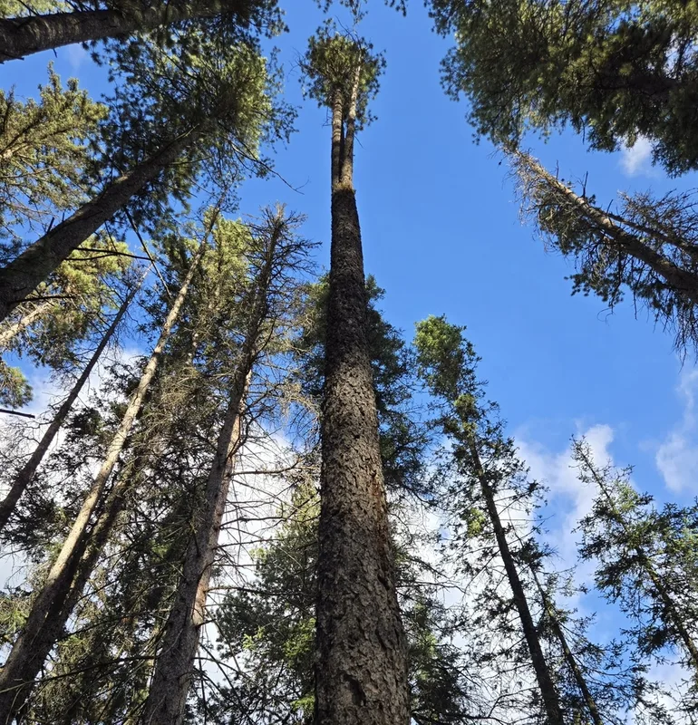 lodgepole pine
