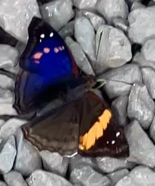 Agathina Emperor