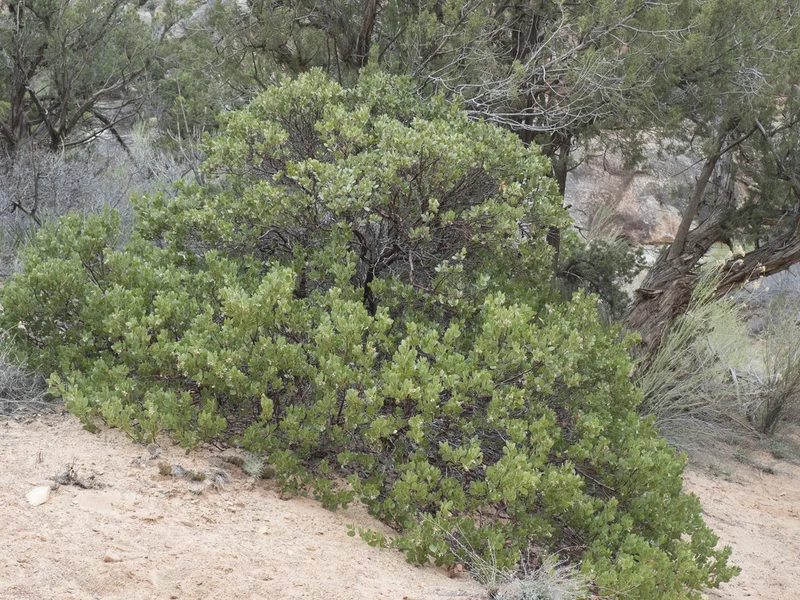 greenleaf manzanita