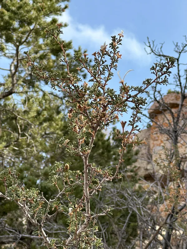 Stansbury's Cliffrose