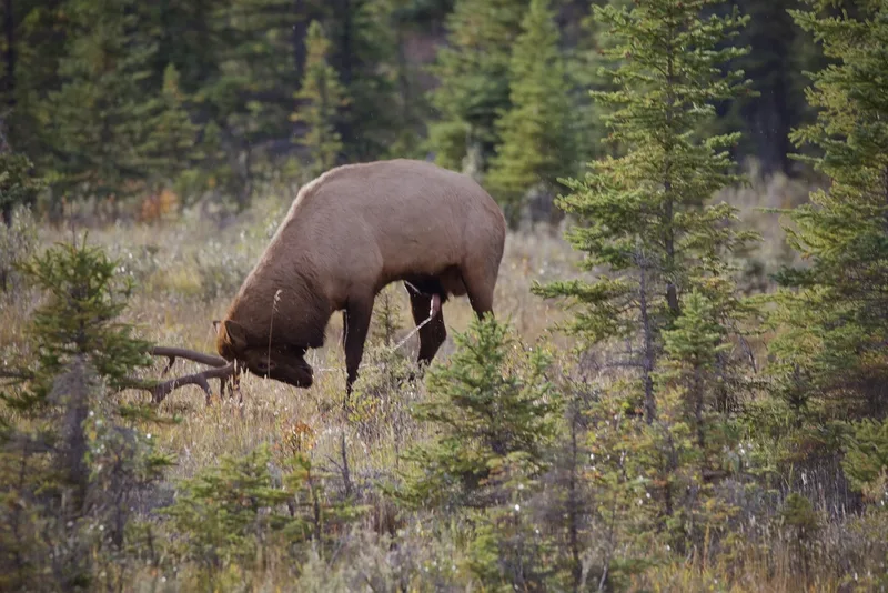 Elk