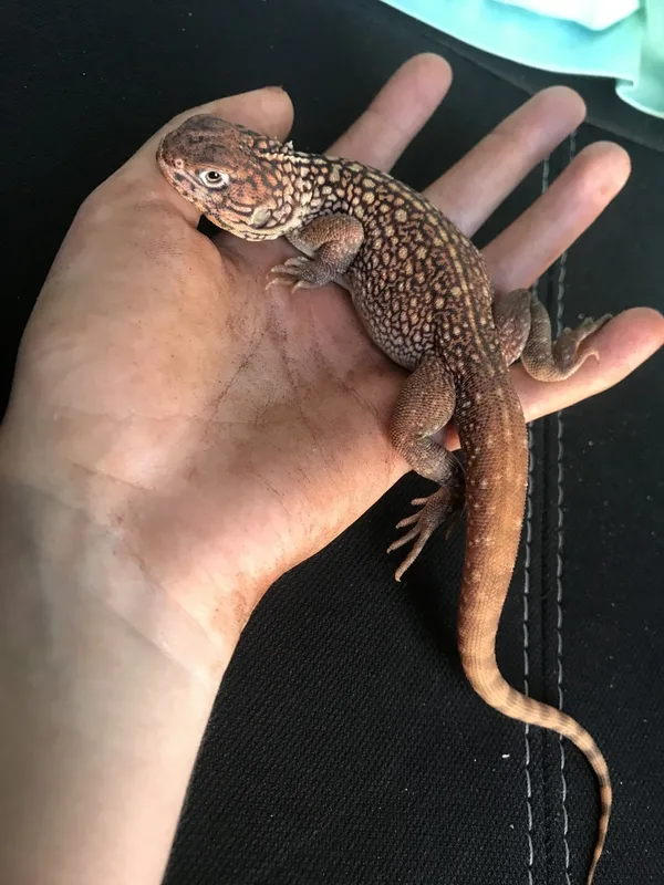 Central Netted Dragon