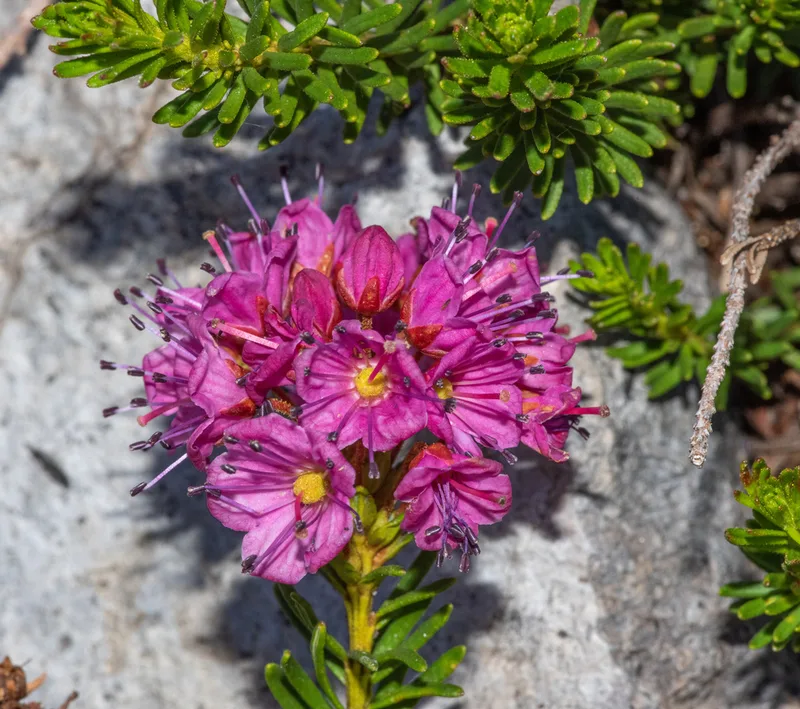 Purple Mountain-heath