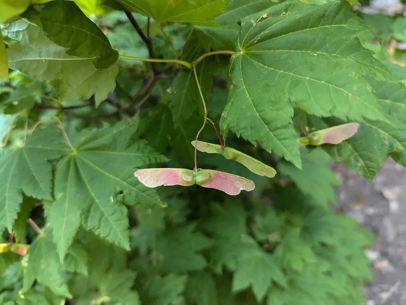 Vine Maple