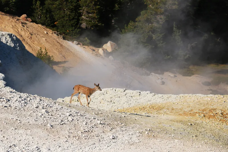 Mule Deer
