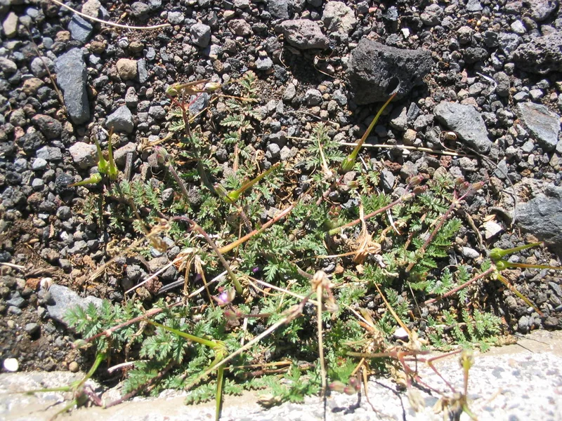 Redstem Stork's-bill