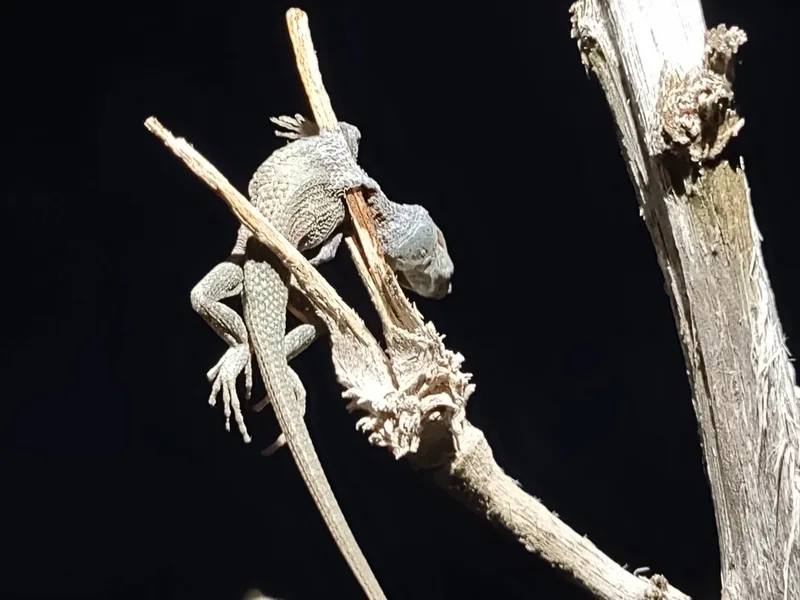 Southwestern Fence Lizard