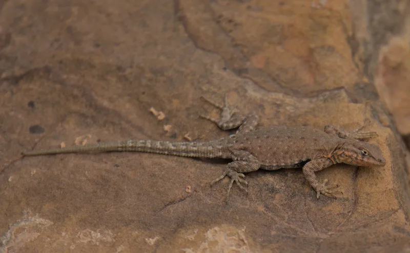 Common Side-blotched Lizard