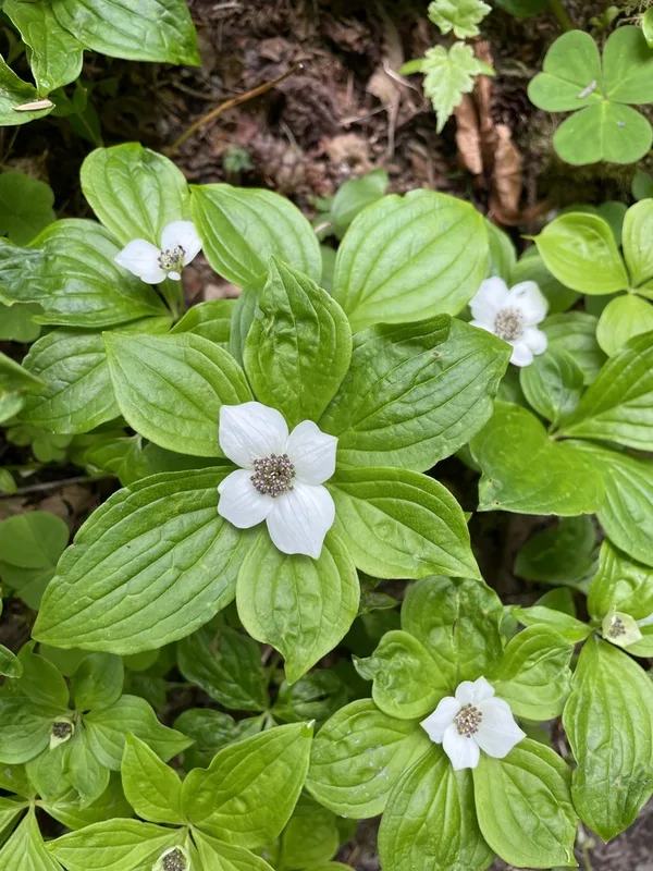 Western Bunchberry