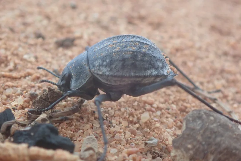 Onymacris rugatipennis