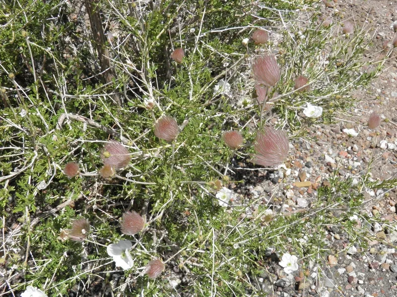 Apache plume